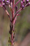 Hairy chaffhead